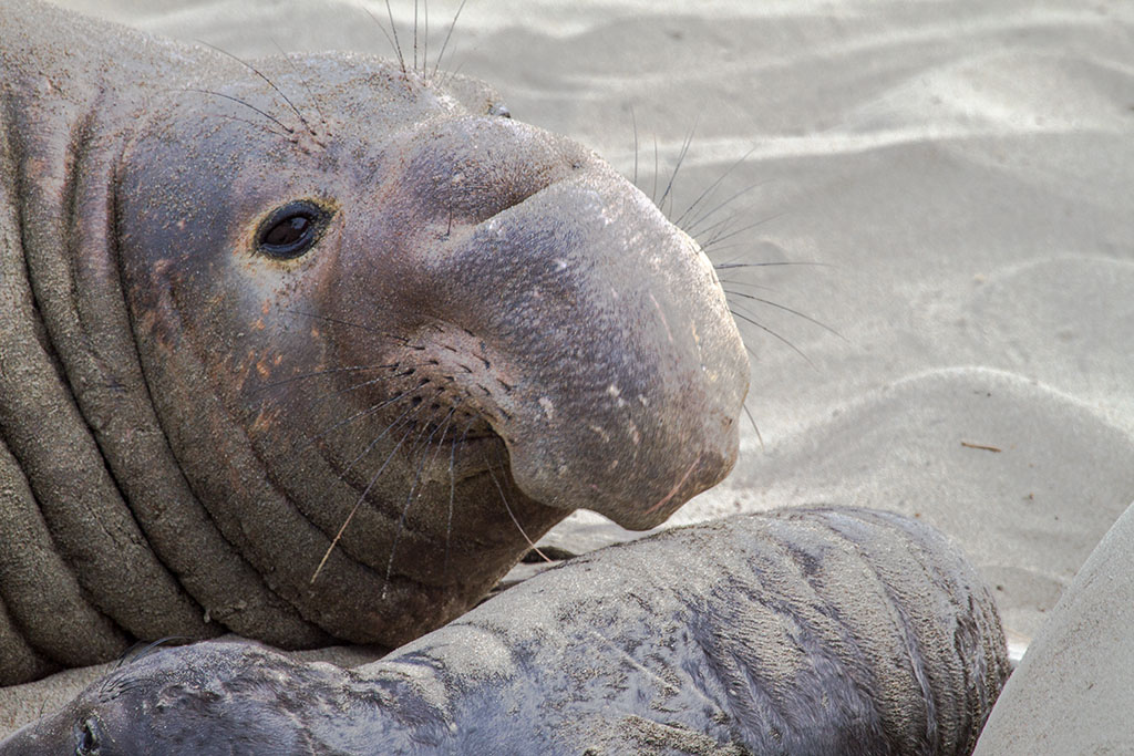 elephant seal 15.jpg